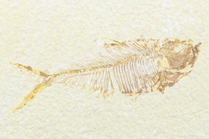 Fossil Fish (Diplomystus) - Wyoming #176317